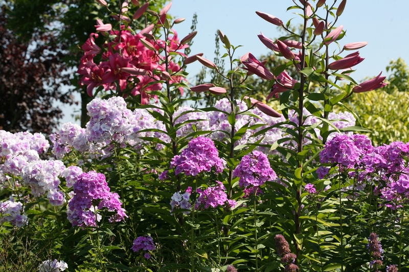 Ilnacullin tuin
