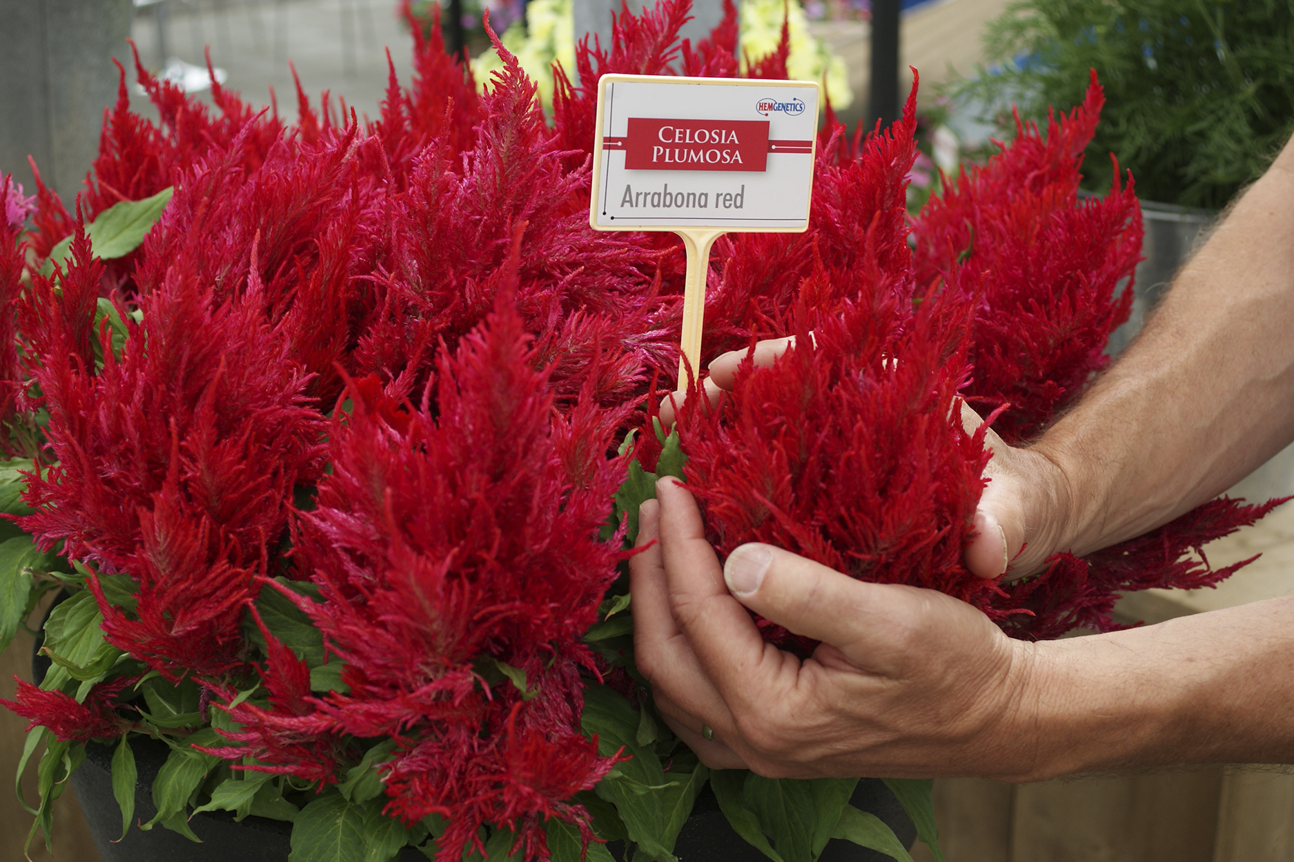 celosia 4 