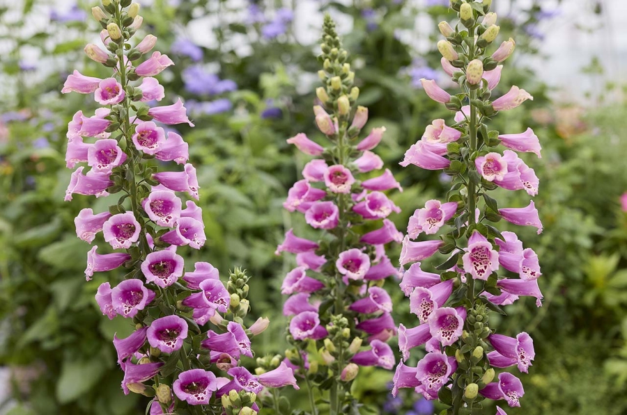 Hem Genetics New series & colors