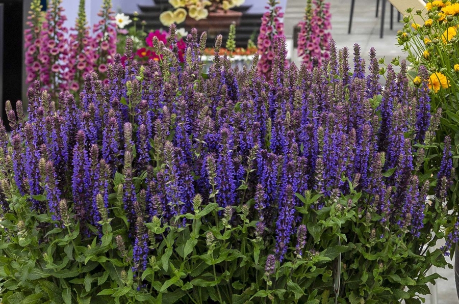 Hem Genetics New series & colors