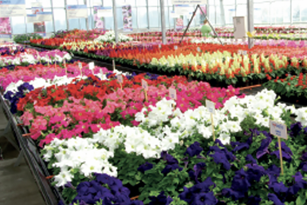 hemgeneticsbv-veredelaarbloemzaden.jpg
