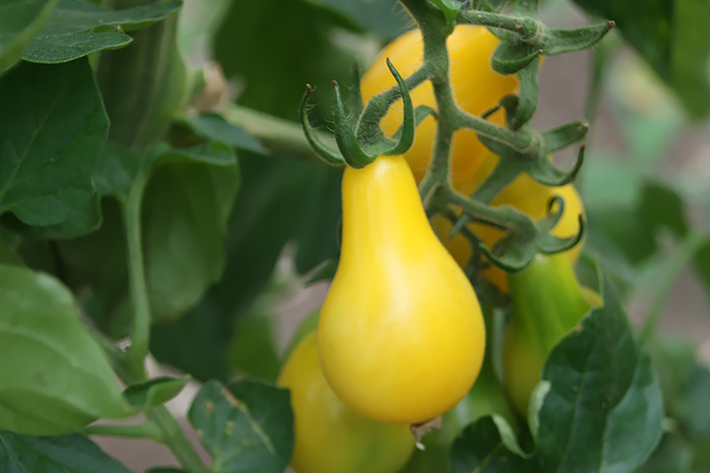 Solanum lycopersicum l Tomaat Yellow Pear