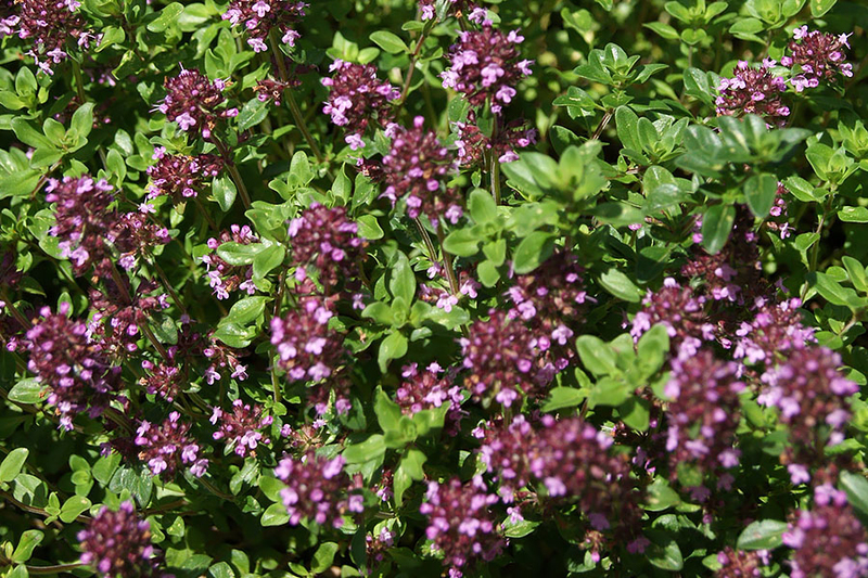 Thymus serpyllum purple