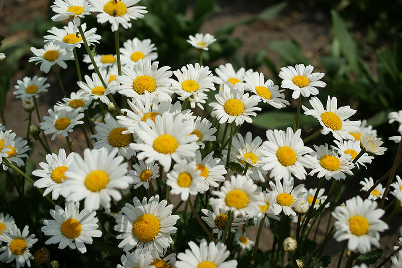 Chrysanthemum maximum leucanthem dwarf White Breeze