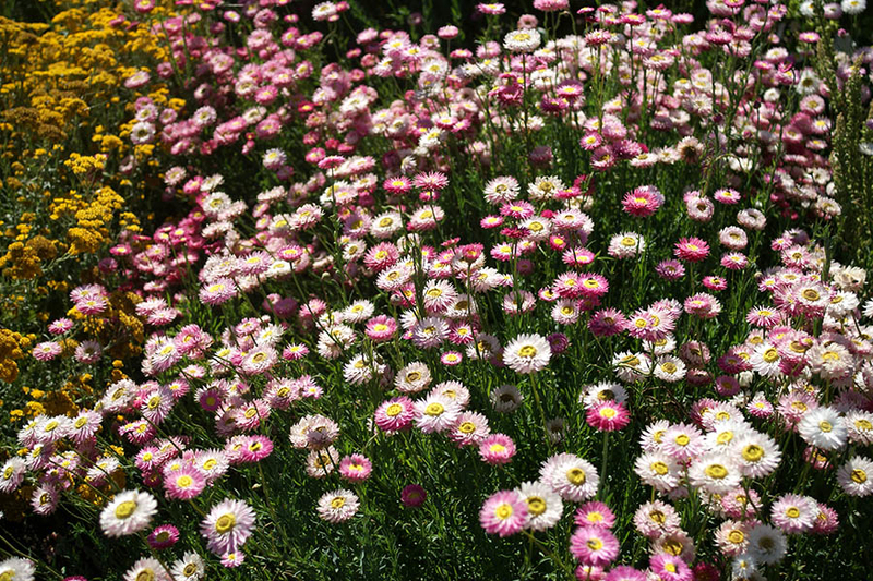 Helipterum roseum Giant flowered mixture