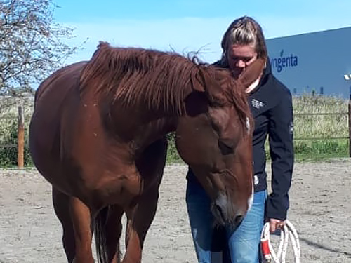 Horizon Paardencoaching