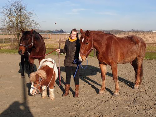 Foto Paardencoaching