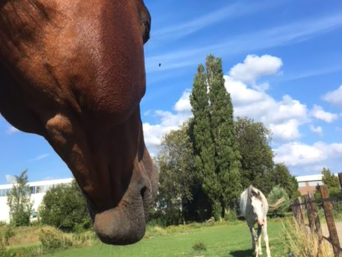 Foto Paardencoaching