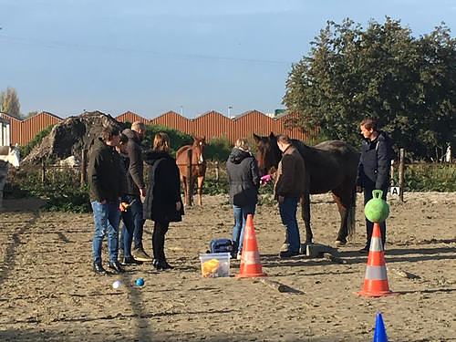 Foto Paardencoaching