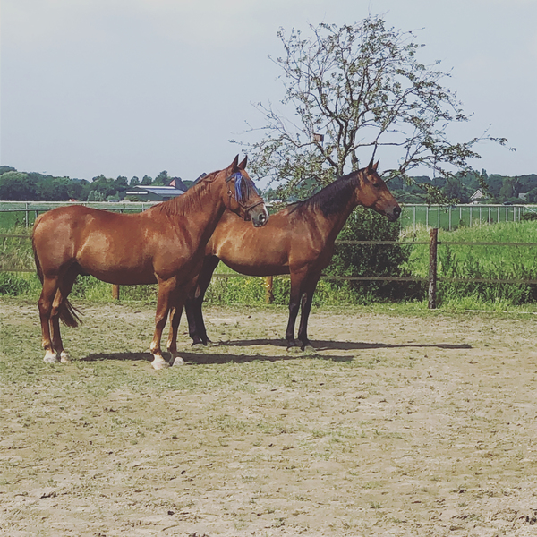 Horizon Paardencoaching