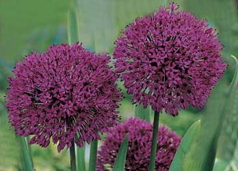 allium-aflatunense.jpg