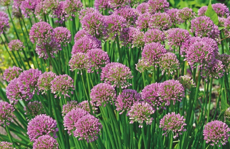 allium-millenium.jpg