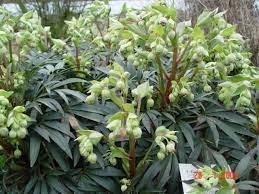 helleborus-foetidus-wester-flisk.jpg