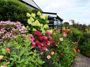 verkleind-juli-hortensias-voor-oprit.JPG
