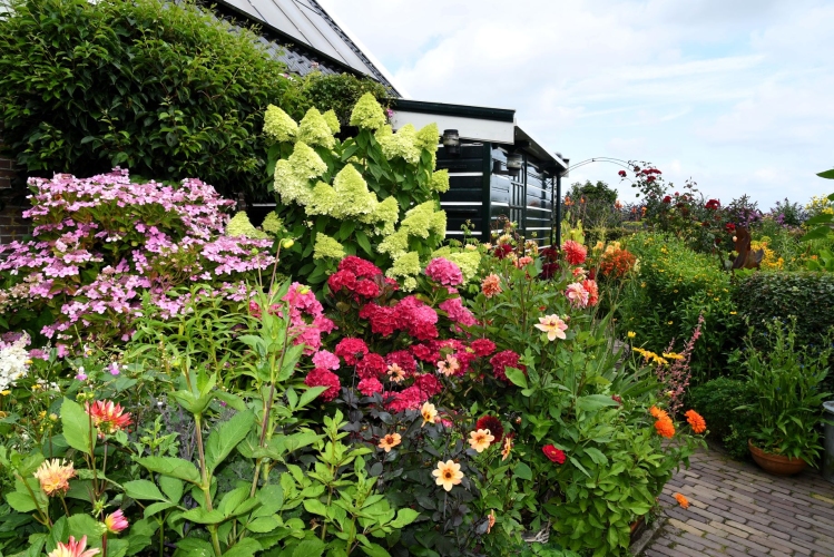 verkleind-juli-hortensias-voor-oprit.JPG